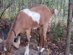 De vânzare o capră și o iada  - imagine 2