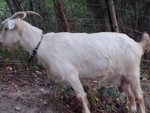 De vânzare o capră și o iada 