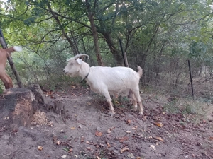 De vânzare o capră și o iada  - imagine 3