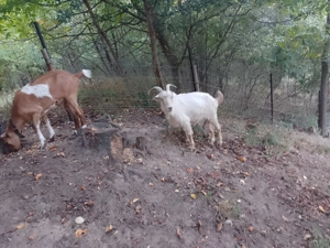 De vânzare o capră și o iada  - imagine 5