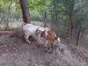 De vânzare o capră și o iada  - imagine 4