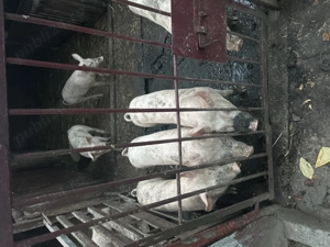 Purceii de vânzare între 35 și 40 kg