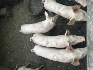 Purceii de vânzare între 35 și 40 kg - imagine 2 Purceii de vânzare între 35 și 40 kg - imagine 2