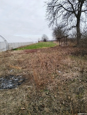 Teren intravilan lipia ilfov langa padure 4400mp - imagine 4