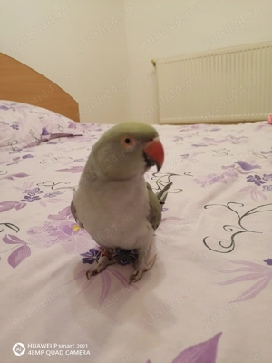 Papagal micu alexander 