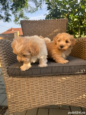 Bichon Auriu  Maltipoo - imagine 4