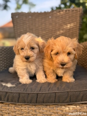 Bichon Auriu  Maltipoo - imagine 2