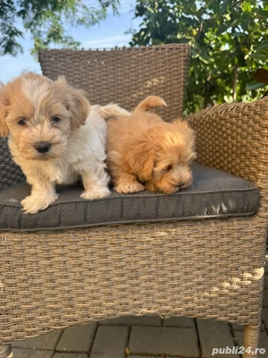Bichon Auriu  Maltipoo - imagine 5