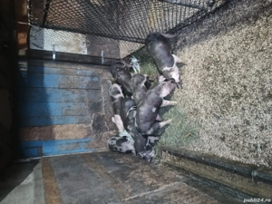 productie proprie - imagine 2