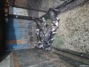 productie proprie - imagine 3