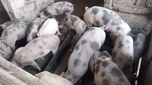 Vând porci grasi de 40 50kg 