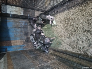 productie proprie - imagine 4