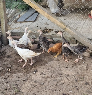 Vând pui de curca Românești 