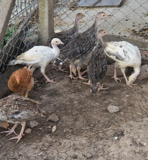 Vând pui de curca Românești  - imagine 3 Vând pui de curca Românești  - imagine 3