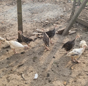 Vând pui de curca Românești  - imagine 4 Vând pui de curca Românești  - imagine 4