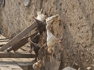 Vând pui de curca Românești  - imagine 5 Vând pui de curca Românești  - imagine 5