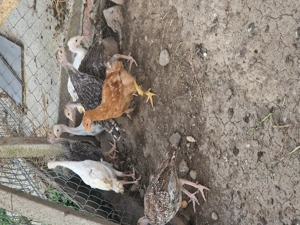 Vând pui de curca Românești  - imagine 2 Vând pui de curca Românești  - imagine 2