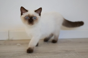 Puiuti Pisica British Shorthair colorpoint - imagine 3 Puiuti Pisica British Shorthair colorpoint - imagine 3