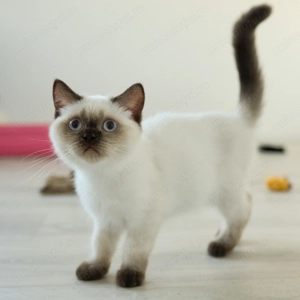 Puiuti Pisica British Shorthair colorpoint - imagine 4 Puiuti Pisica British Shorthair colorpoint - imagine 4