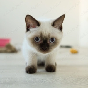 Puiuti Pisica British Shorthair colorpoint