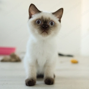 Puiuti Pisica British Shorthair colorpoint - imagine 2 Puiuti Pisica British Shorthair colorpoint - imagine 2