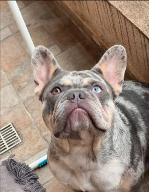 Câine Bulldog pentru adopție   prieten loial și jucăuș