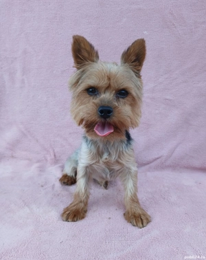 Asigur transport !!! Vand mascul Yorkshire Terrier mini toy !!!