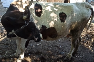 Vaca gestanta de vanzare - imagine 3