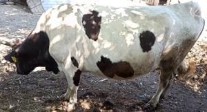 Vaca gestanta de vanzare