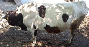 Vaca gestanta de vanzare - imagine 2