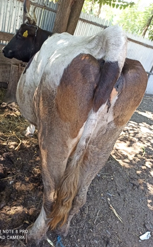 Vaca gestanta de vanzare - imagine 4