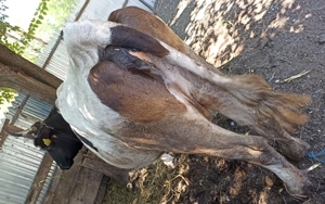 Vaca gestanta de vanzare - imagine 5