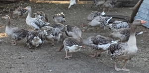 Schimb gaste si gansaci pe purcel de crescut