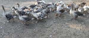 Schimb gaste si gansaci pe purcel de crescut - imagine 4