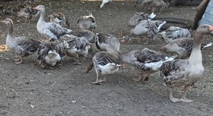 Vand gaste din aprilie 2024 - imagine 2