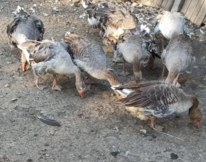 Vand gaste din aprilie 2024 - imagine 3