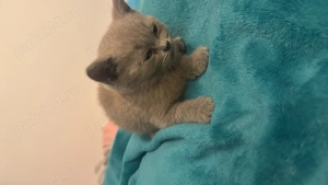 Pisici British Shorthair