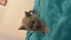 Pisici British Shorthair - imagine 2