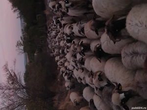 Oi disponibile  ! - imagine 2