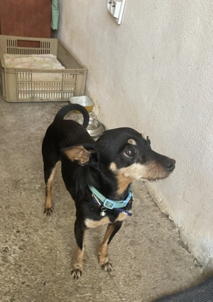 Pui Pinscher Pitic - imagine 3