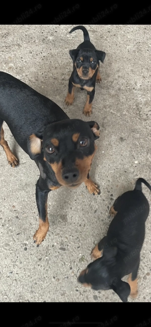 Pui Pinscher Pitic - imagine 2