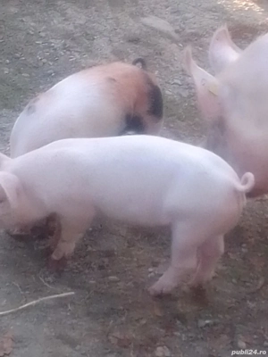 Purcei De 9 pe a 10 săptămână Mai Mulți Măscurași 