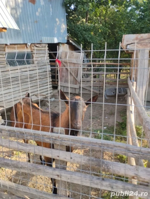 vand tap si capra rasa alpina franceza