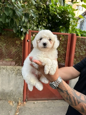 Bichon Frise 6 sapt ! - imagine 3 Bichon Frise 6 sapt ! - imagine 3