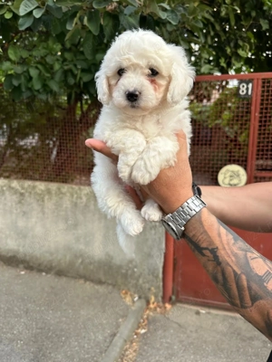 Bichon Frise 6 sapt ! - imagine 2 Bichon Frise 6 sapt ! - imagine 2