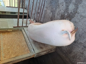 vând scroafa marele alb 300kg  - imagine 2 vând scroafa marele alb 300kg  - imagine 2