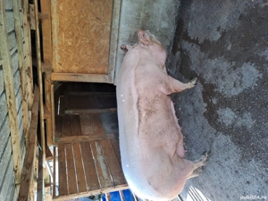 vând scroafa marele alb 300kg 