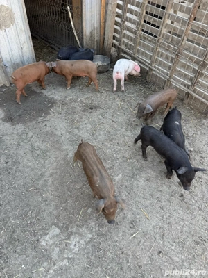 porci de vânzare - imagine 3