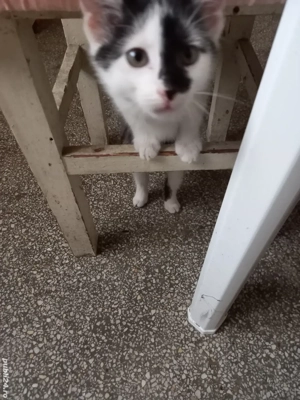 Dau spre adoptie motanel 2luni jumatate