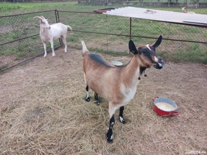 Capre De Vanzare - imagine 2 Capre De Vanzare - imagine 2